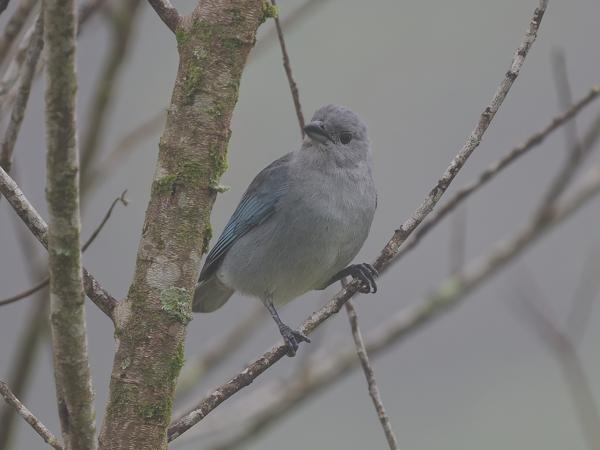 Sayacatangare (Thraupis sayaca)